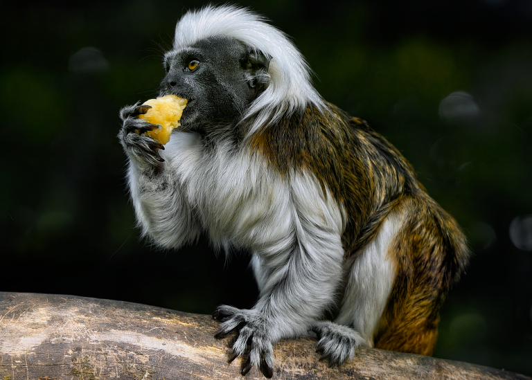 Tamarin, cotton-top tamarin, monkey, and primate